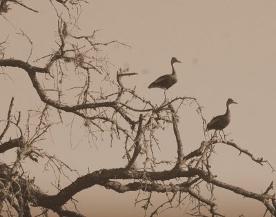 78cooks 037blackbelliedwhistlingducks.jpg