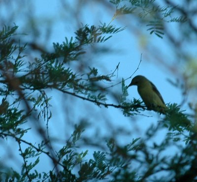 79cooks79 010oriole.jpg