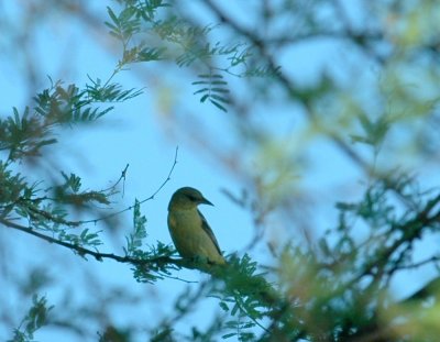 79cooks79 011oriole.jpg
