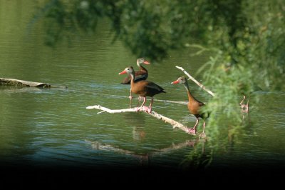 79cooks79 014blackbelliedwhistlingducks.jpg