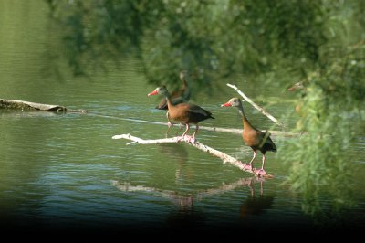 79cooks79 015blackbelliedwhistlingducks.jpg