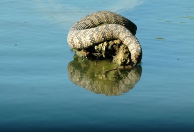 79cooks79 017watersnake.jpg