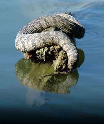 79cooks79 018watersnake.jpg