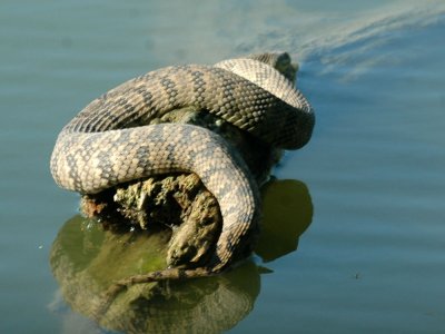 79cooks79 019watersnakezzzzzzzzz.jpg