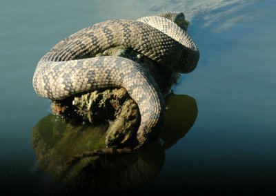 79cooks79 020watersnakezzz2.jpg