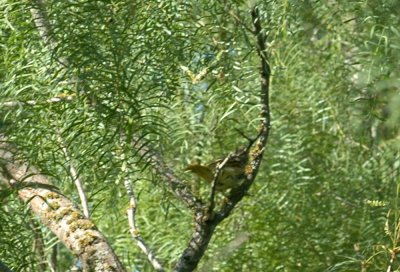 79cooks79 023bird.jpg