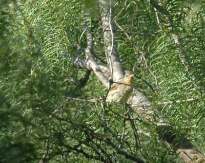 79cooks79 027bird.jpg