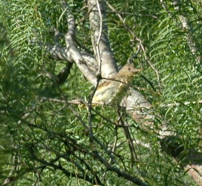 79cooks79 028tanager.jpg