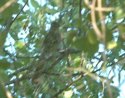 79cooks79 038longbilledthrasher.jpg