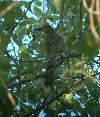 79cooks79 040longbilledthrasher.jpg