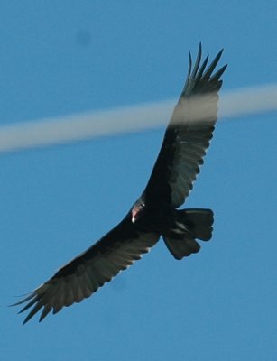 79cooks79 052turkeyvulture.jpg