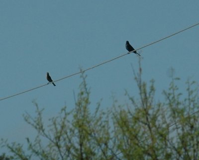 79cooks79 055blueGrosbeak.jpg