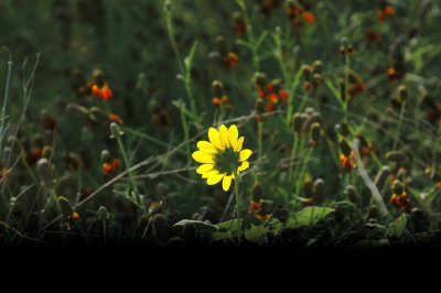 79cooks79 060daisy.jpg