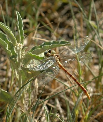 79cooks79 062dragonflyTG.jpg