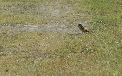 79cooks79 088westernkingbird.jpg