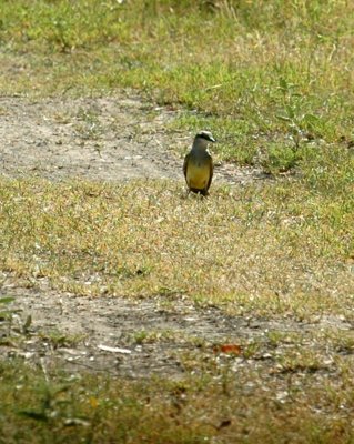 79cooks79 089westernKingbird.jpg
