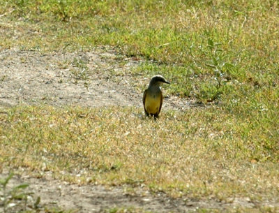 79cooks79 090westernKingbird.jpg