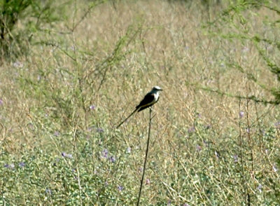 79cooks79 092scissortail.jpg