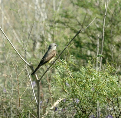 79cooks79 096westernKingbird.jpg