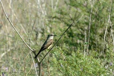 79cooks79 097westernKingbird.jpg