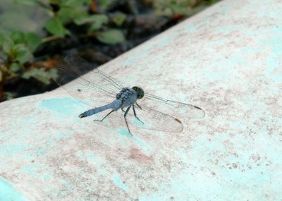 711cooks 012commonPondhawk.jpg