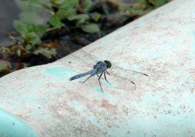 711cooks 013commonPondhawk.jpg