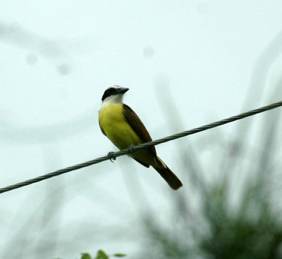 711cooks 022GreatKiskadee.jpg