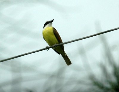 711cooks 023greatkiskadee.jpg