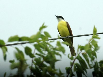 711cooks 025greatKiskadee.jpg