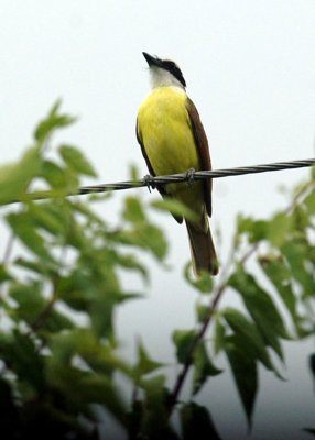 711cooks 027greatkiskadee.jpg
