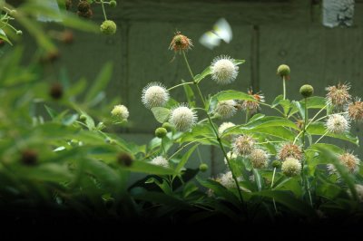 711cooks 032LysideOnButtonBush.jpg