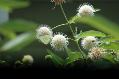 711cooks 034LysideButtonBush.jpg