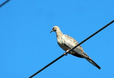 712cooks 001mourningdove.jpg