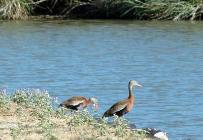 712cooks 002blackbelliedwhistlingducks.jpg
