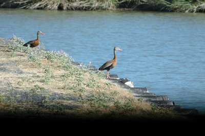 712cooks 003blackbelliedwhistlingducks.jpg