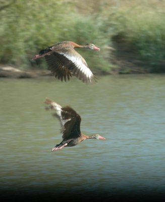 712cooks 005blackbelliedwhistlingducks.jpg