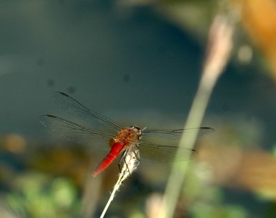 712cooks 019neonskimmer.jpg