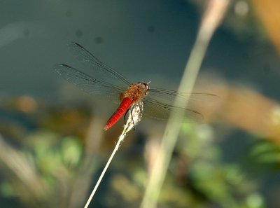 712cooks 020neonskimmer.jpg