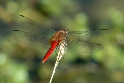 712cooks 021neonskimmer.jpg