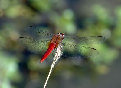 712cooks 022neonskimmer.jpg