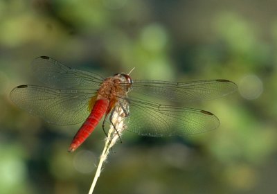 712cooks 023neonskimmer.jpg
