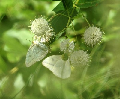 712cooks 068largeOrangeSulphur.jpg