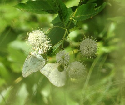 712cooks 069largeOrangeSulphurbuttonBush.jpg