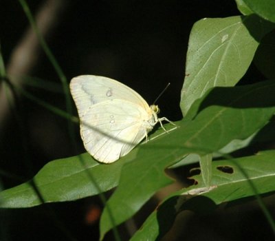 712cooks 070largeOrangeSulphur.jpg
