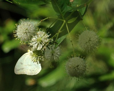 712cooks 071largeOrangeSulphur.jpg