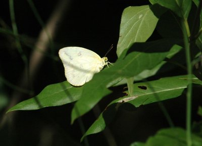 712cooks 073largeOrangeSulphur.jpg