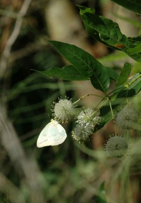 712cooks 074largeOrangeSulphurButtonBush.jpg