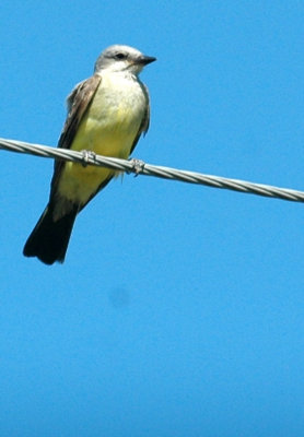 712cooks 097westernKingbird.jpg