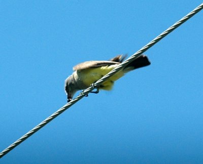 712cooks 103westernKingbird with bug.jpg