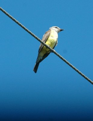 712cooks 107westernKingbird.jpg